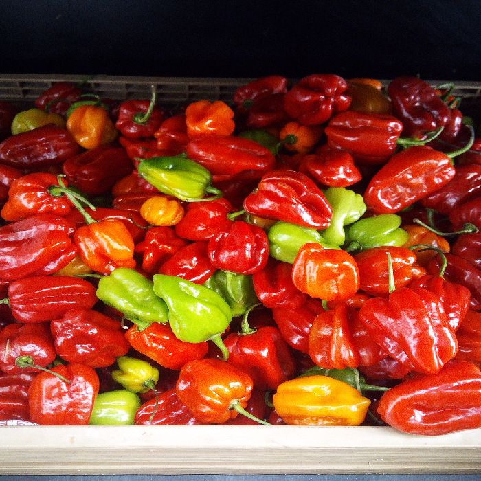 HOT PEPPER AL KG