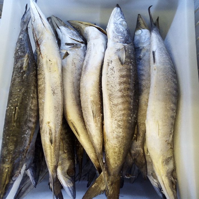 BARRACUDA 500-2000 AL KG