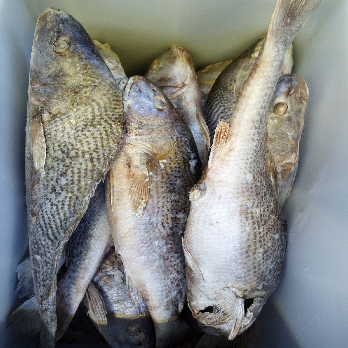 PESCE OMBRINA ATLANTICA AL KG