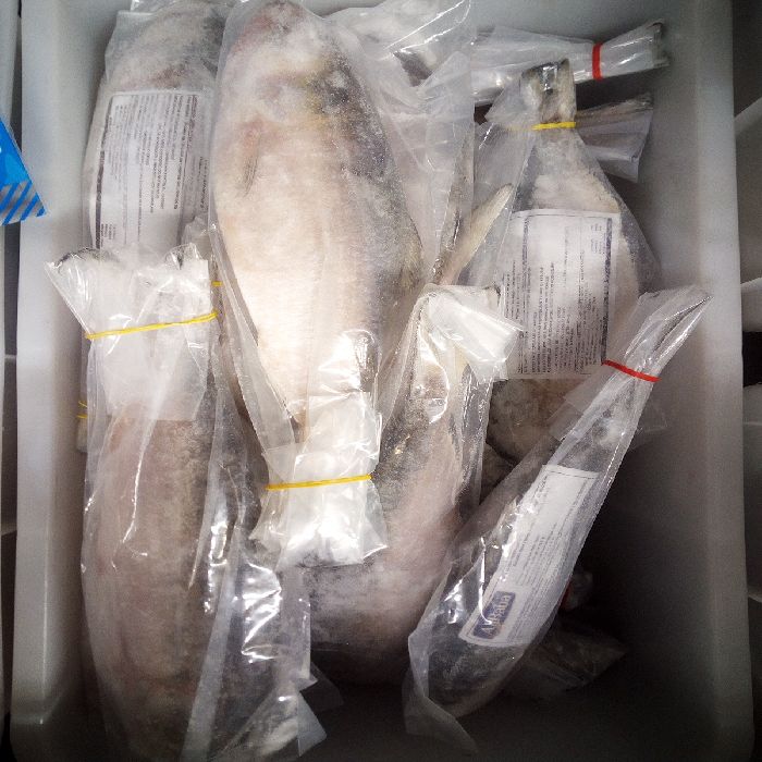 HILSA CONG. IWP 500:1000 AL KG