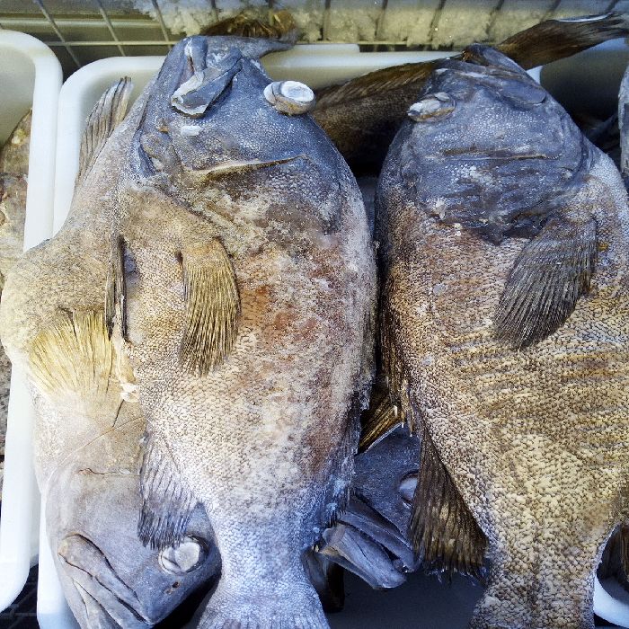 PESCE CERNIA 2000:5000 AL KG